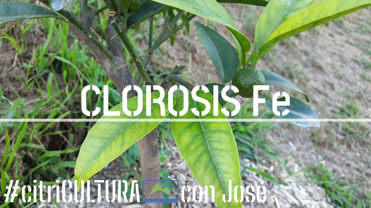 Cómo identificar y Corregir carencia de HIERRO en CÍTRICOS 🍋 limonero, naranjo 🍊 citriCULTURA #LdN
