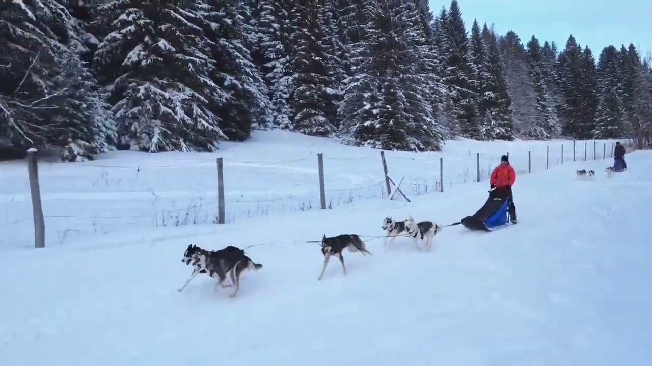 Petite sortie avec Priska, naïa, vanille,prada et soda du 26/01/2026 à la feclaz (Savoie)