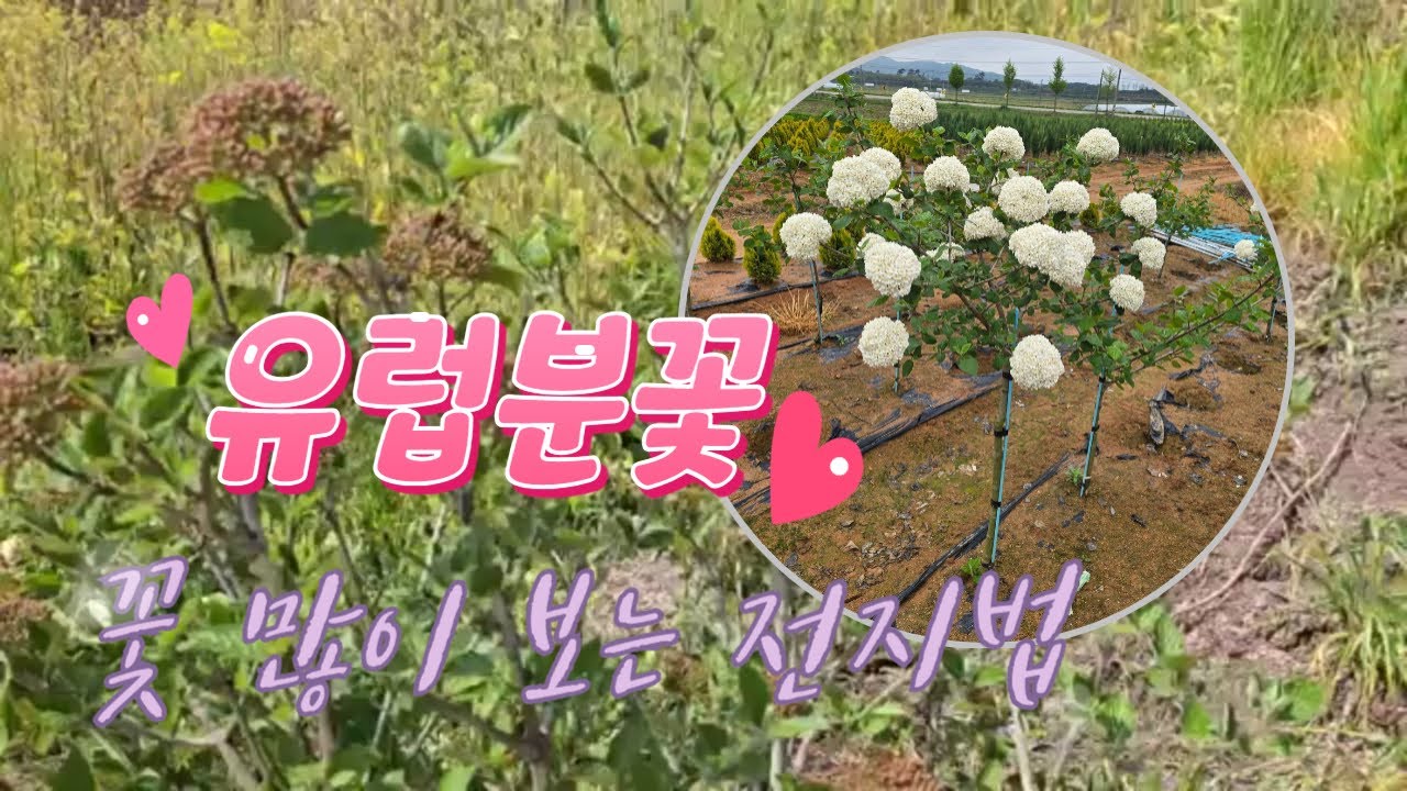 그윽한 향기와 풍성한 꽃망울 유럽분꽃💕
