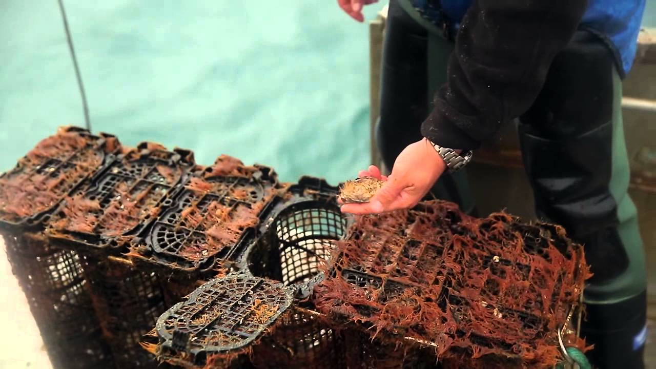 A video case study on SEAPA