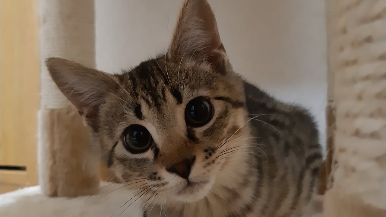 ニャンズの遊び😽