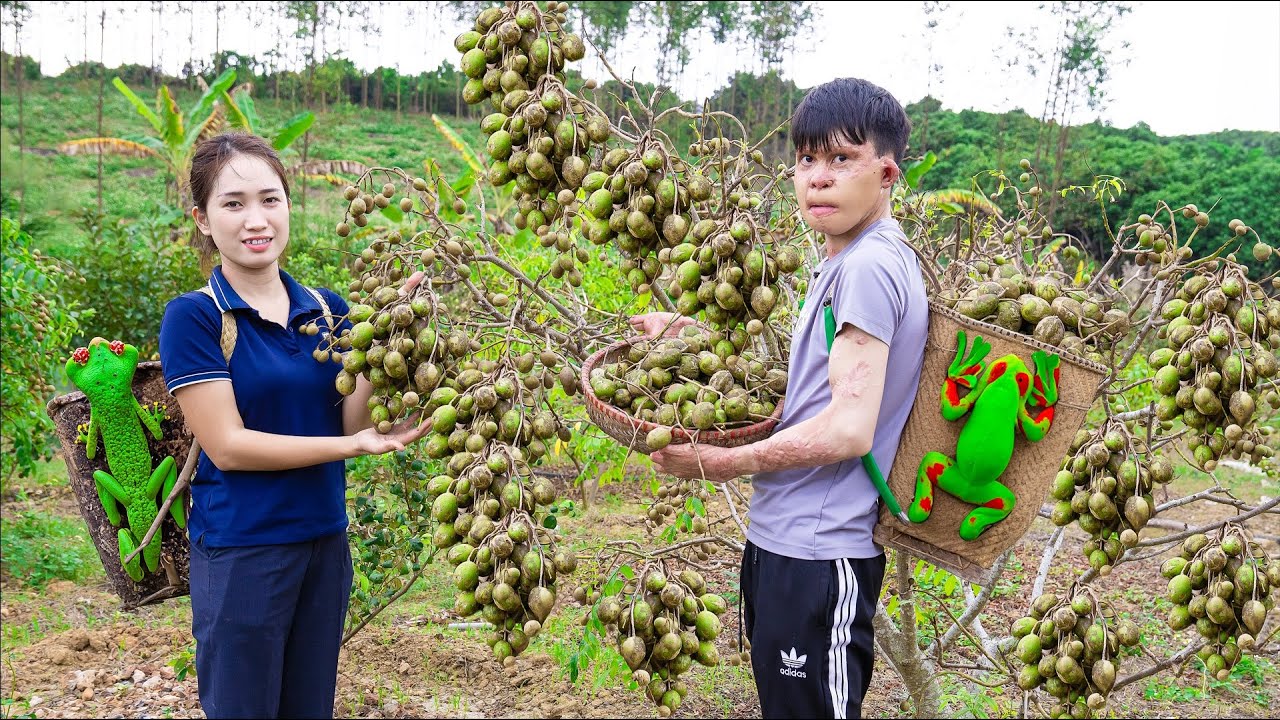 Harvesting AMBARELLA - The Fruit Has An Ugly Shape But Is Very Delicious Goes to the market sell