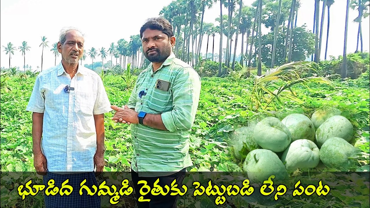 పెట్టుబడి చాలా తక్కువతో ఎక్కువ ఆదాయం సంపాదించేపంట బూడిదగుమ్మడి | PumpkinFarming | RythuBandham
