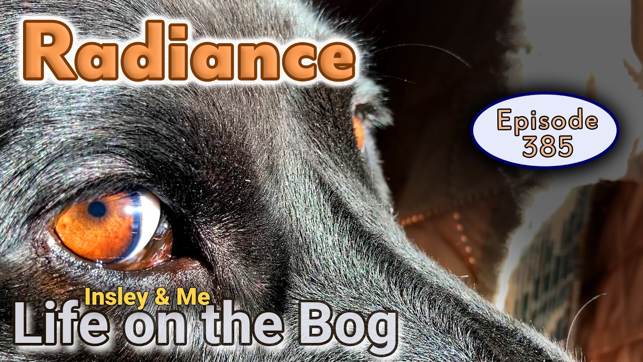 Life on the Bog • Ep. 385 - December 2-8, 2025