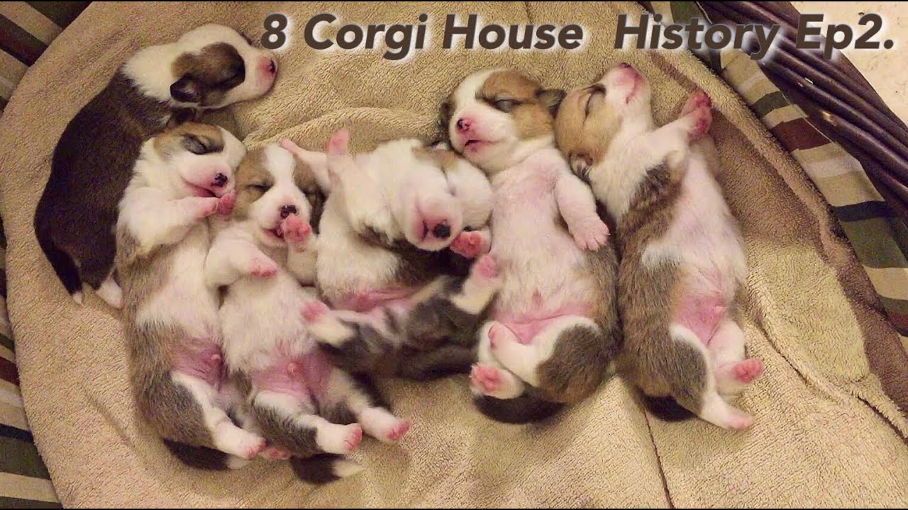 8Corgi House History Ep2. Хотите увидеть Welsh Corgi с хвостом, который только что родился? 😍