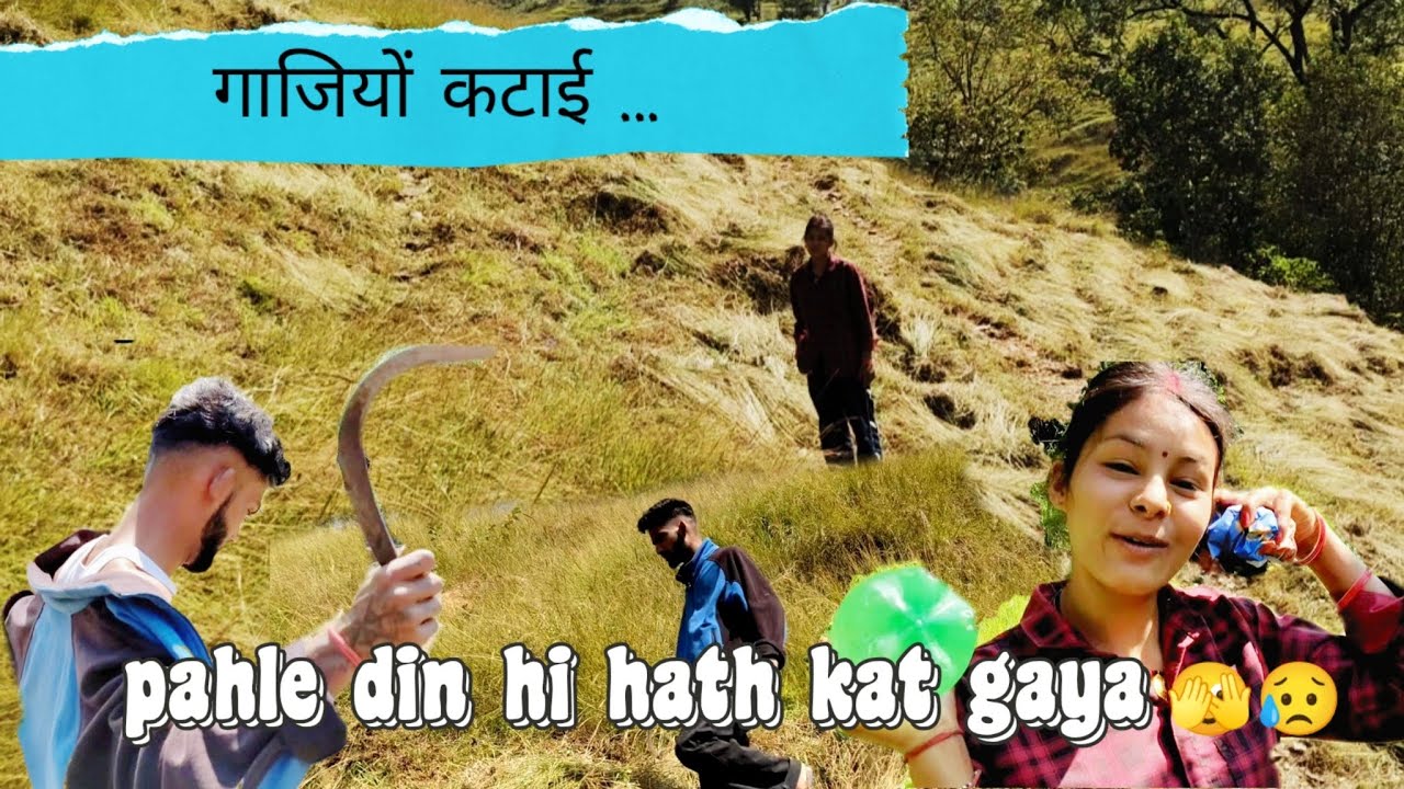 गाजियों कटाई चल रही है gyzz 😥😣