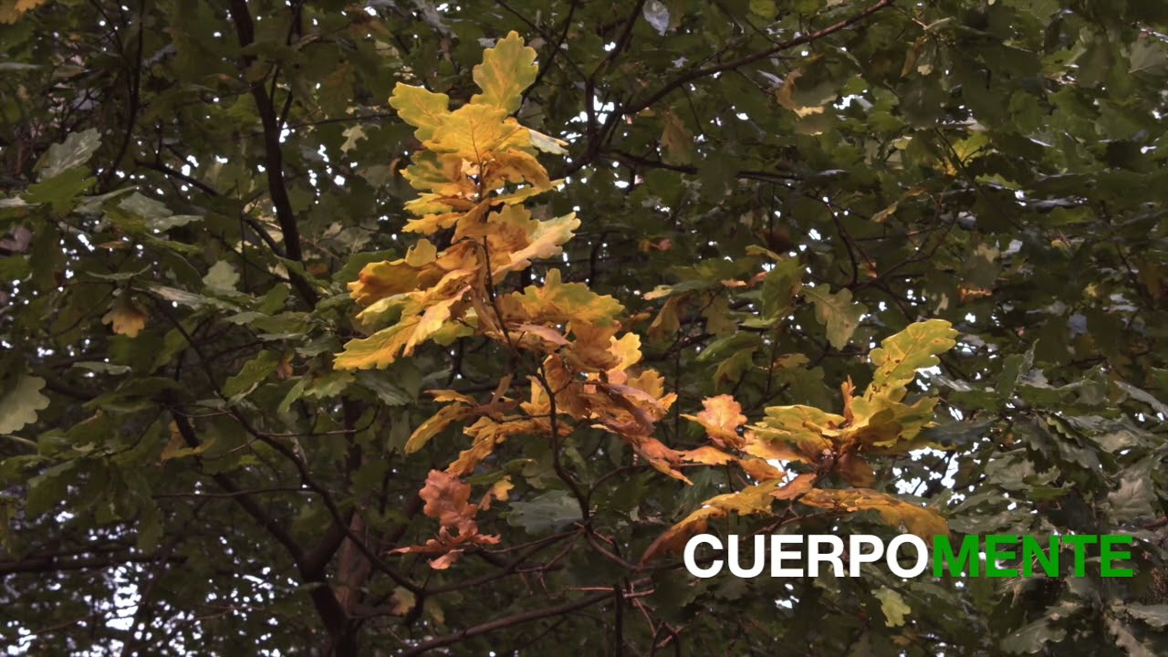 Meditación para naturalizar tus emociones y encontrar paz en ellas
