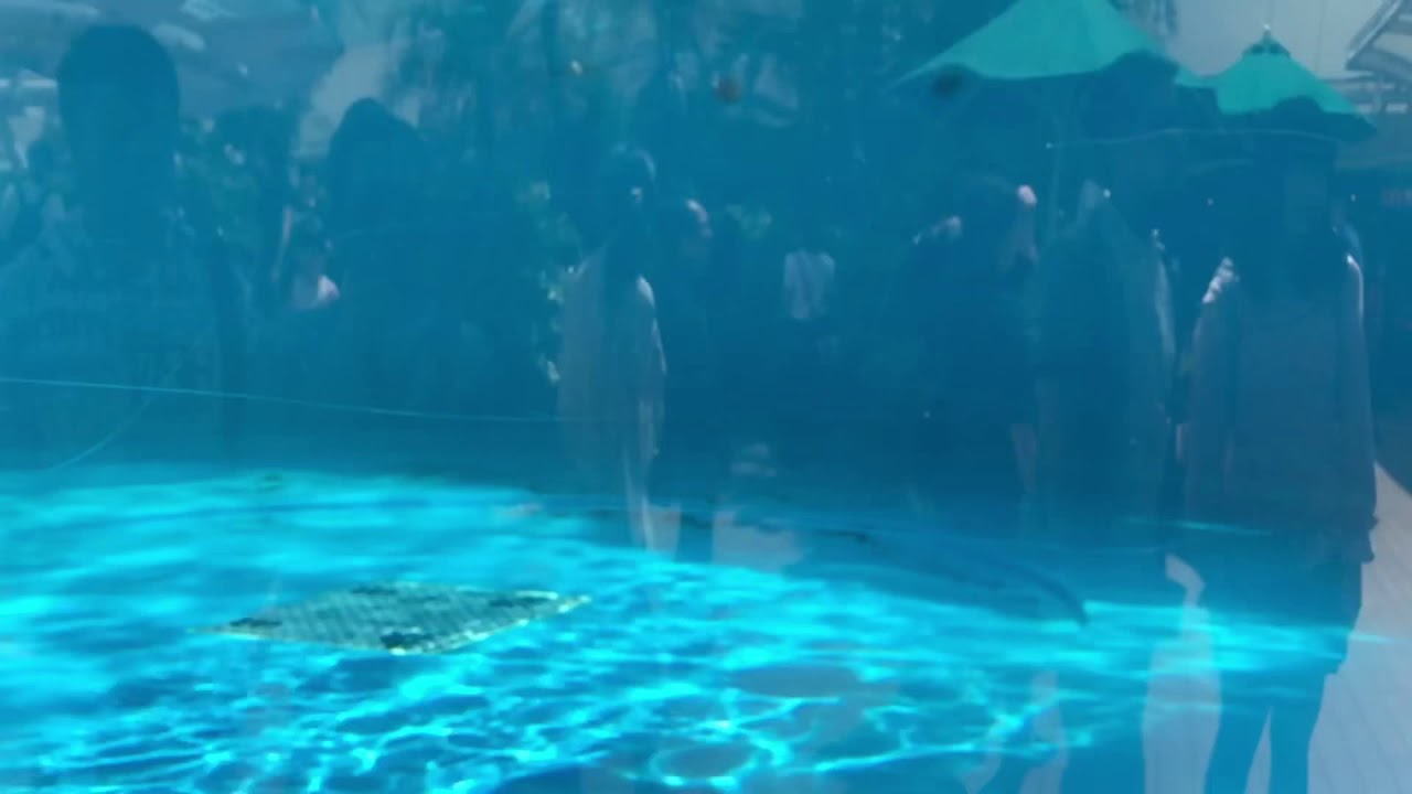 Sunshine Aquarium 水族館