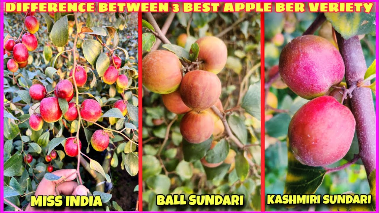 Difference Between Miss India, Ball Sundari, Kashmiri Red Apple Ber/Thai Apple Ber Nursery/ber Kheti