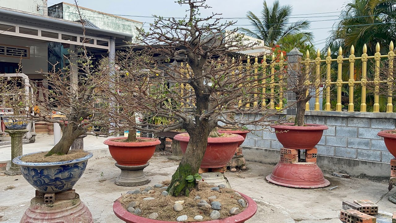 Cách tưới nước mai chơi hoa 23/12al