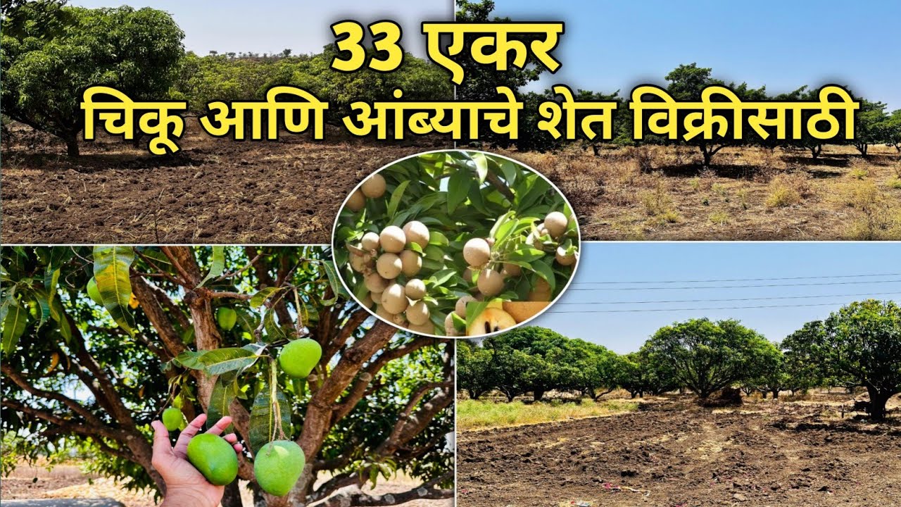 33 Acre Chikoo 🍈 & Mango 🥭 Farm for Sale || चिकू आणि आंब्याचे शेत विक्रीसाठी 33 एकर