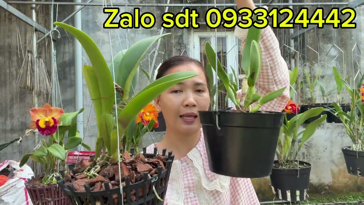 Vài mẫu #cattleya đẹp hoa to và hoa chùm chia sẻ a chị sưu tâm alo 0933124442 #hoalanmyhanh 