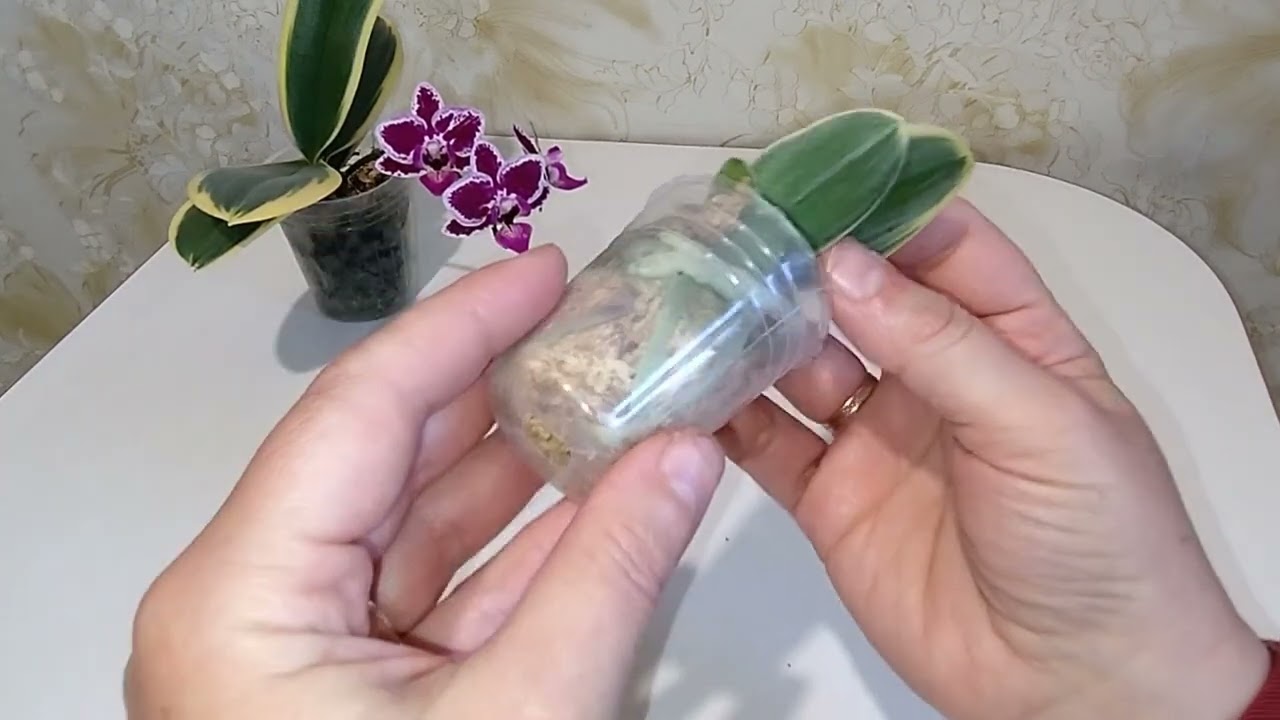 Самая желанная Орхидея/ Сого Вивьен 🌸