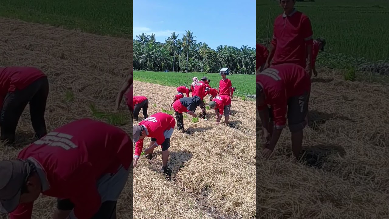 Tanam padi Sawah Pokok Murah (SPM)