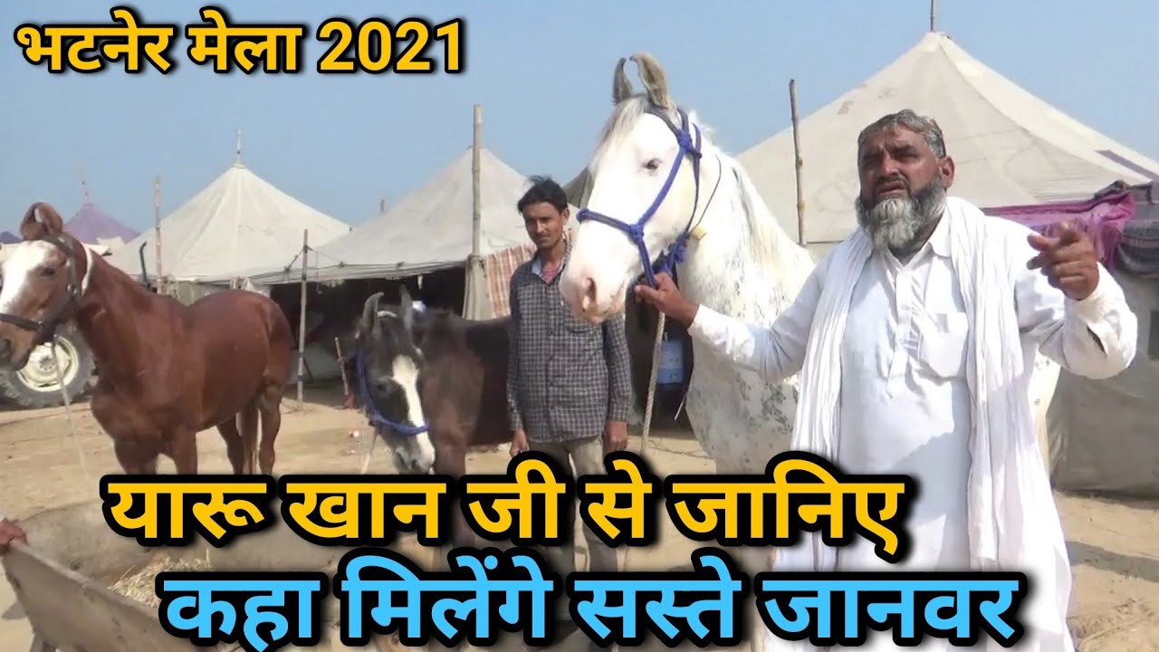 कहा से मिलेंगे अच्छे और सस्ते घोड़े जानिए भटनेर मेले मे आये यारू खान से | Hanumangadh Mela