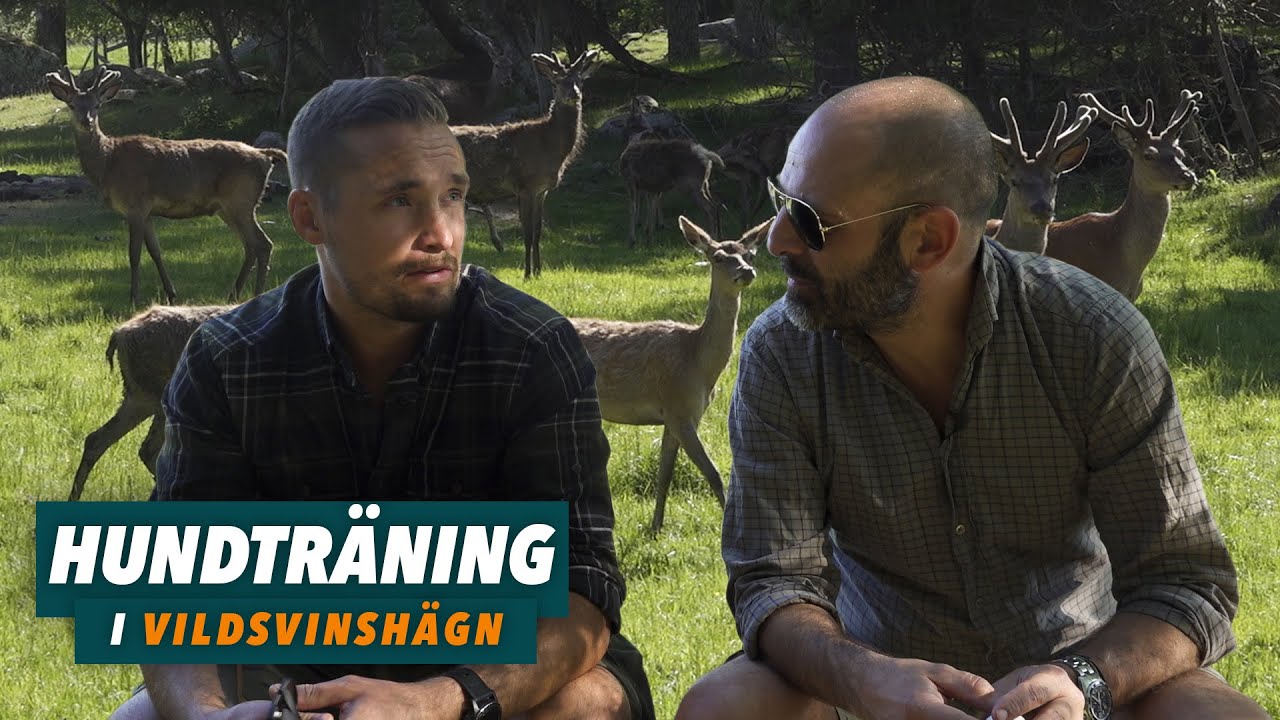 Hundträning i hägn och test av värmesikten!