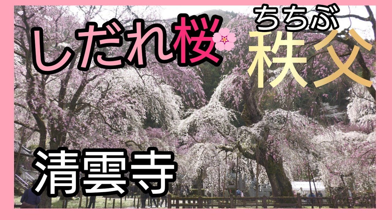 【秩父】しだれ桜で有名な樹齢600年の桜と清雲寺💮🌸埼玉県指定記念物