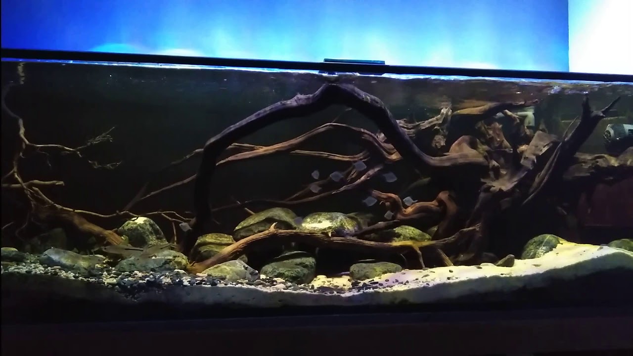 Metynnis fasciatus 10/01/2018