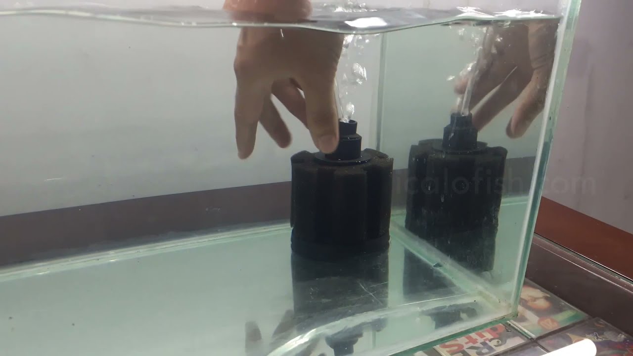 Cara Kerja Filter Bio foam