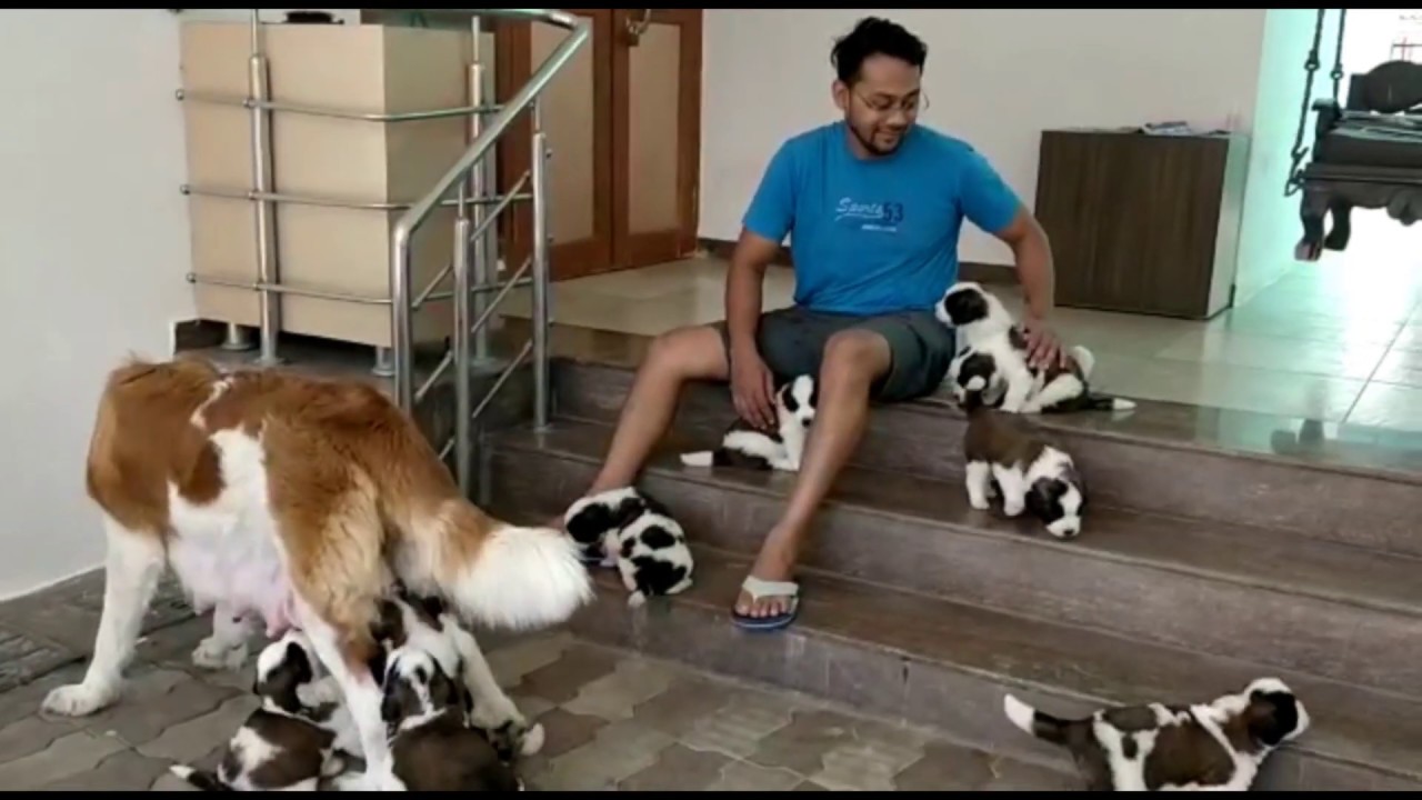 Saint Bernard - Dolly and her puppies (27 days old)