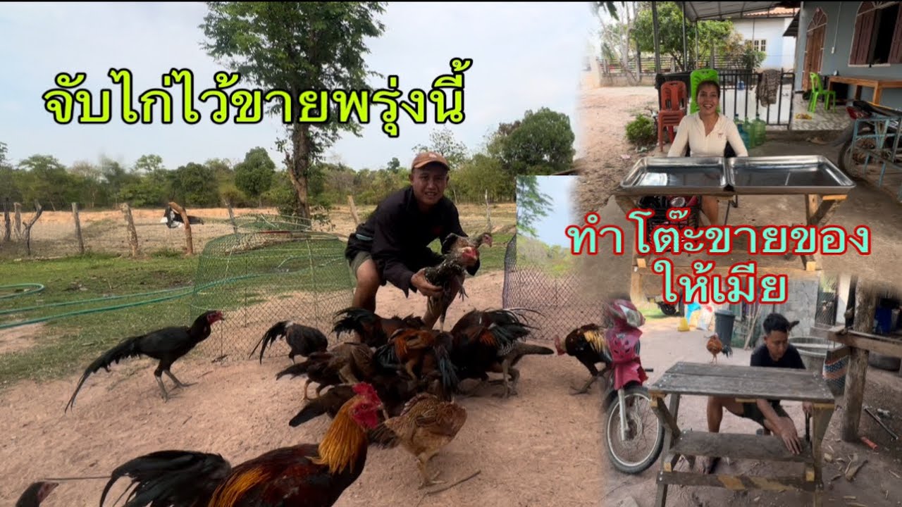 จับไก่ไว้เอาไปขายพรุ่งนี้พร้อมกับทำโต๊ะขายของให้เมีย