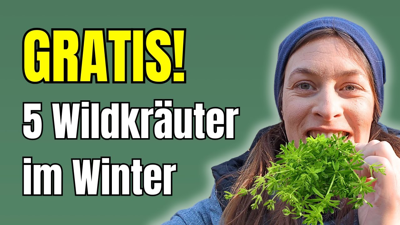5 Essbare Wildpflanzen im Winter – Selbstversorgung mit Wintersalat & Superfood sammeln! 🍃❄️