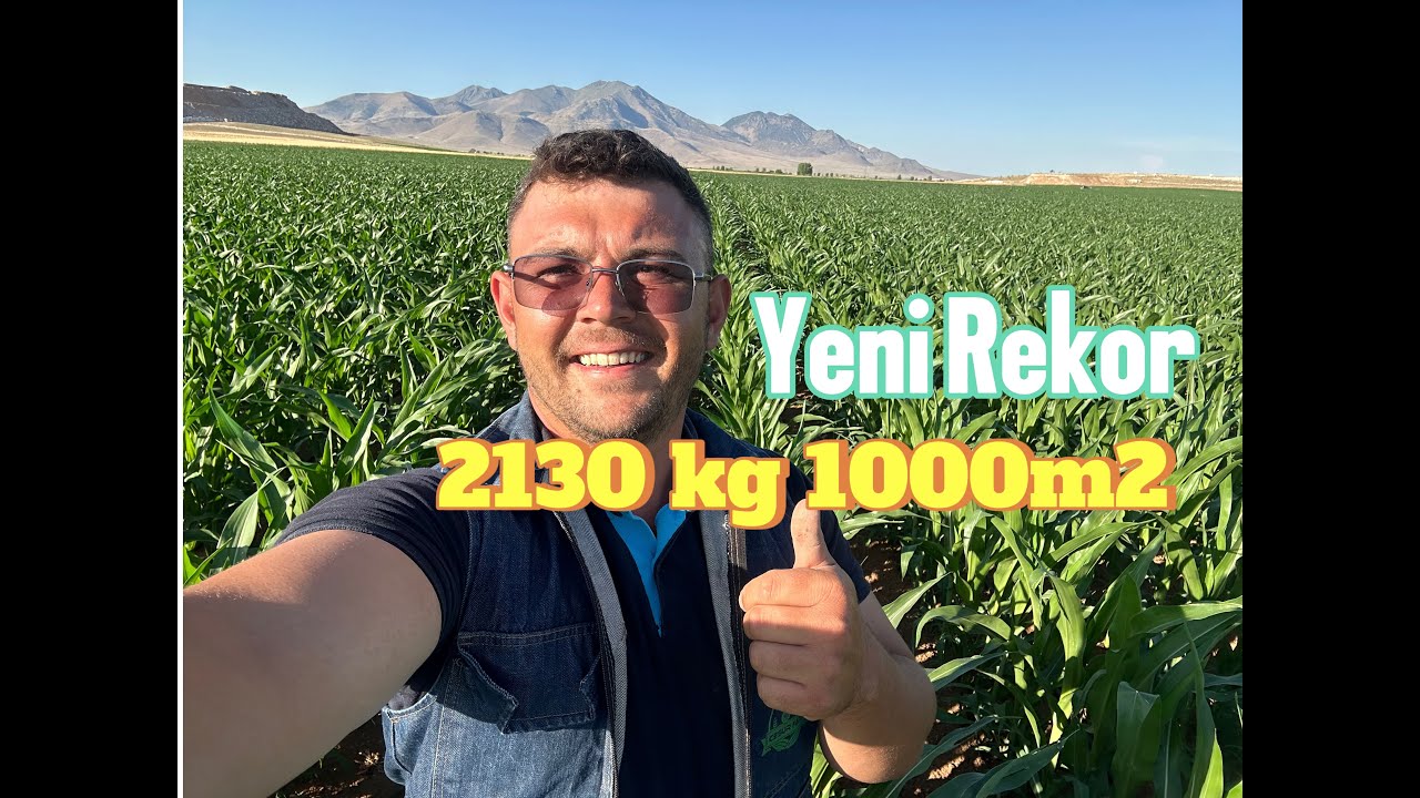 Yeni rekor geldi 2130 kg 15.7 nem 1 dekar verimi pıoneer 0937-0920