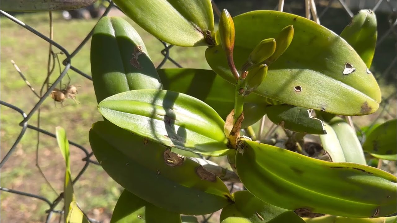 Cultivo de orquídeas en exterior cómo prepararlas para cultivarlas  en invierno en interior consejos