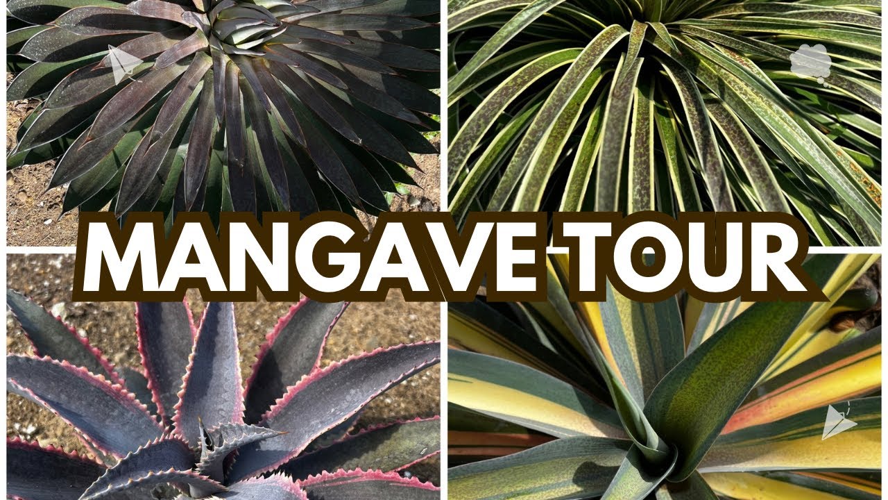 Mangave are AWESOME!