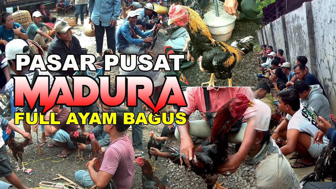Pasar Ayam Madura Full Ayam Bagus Harga Murah Kualitas Mewah Semua Jenis Ayam Ada