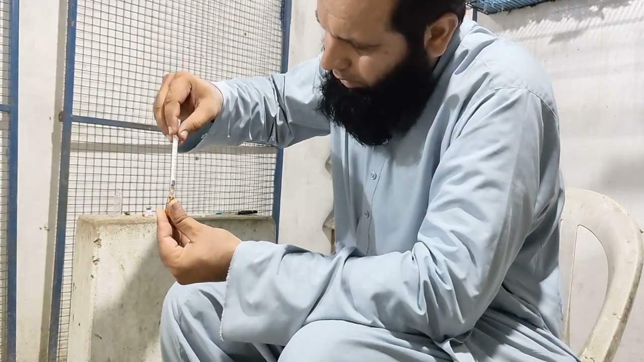 Nar kabootar agar bot na dahlta ho us ka ilaj|kabutar treatment