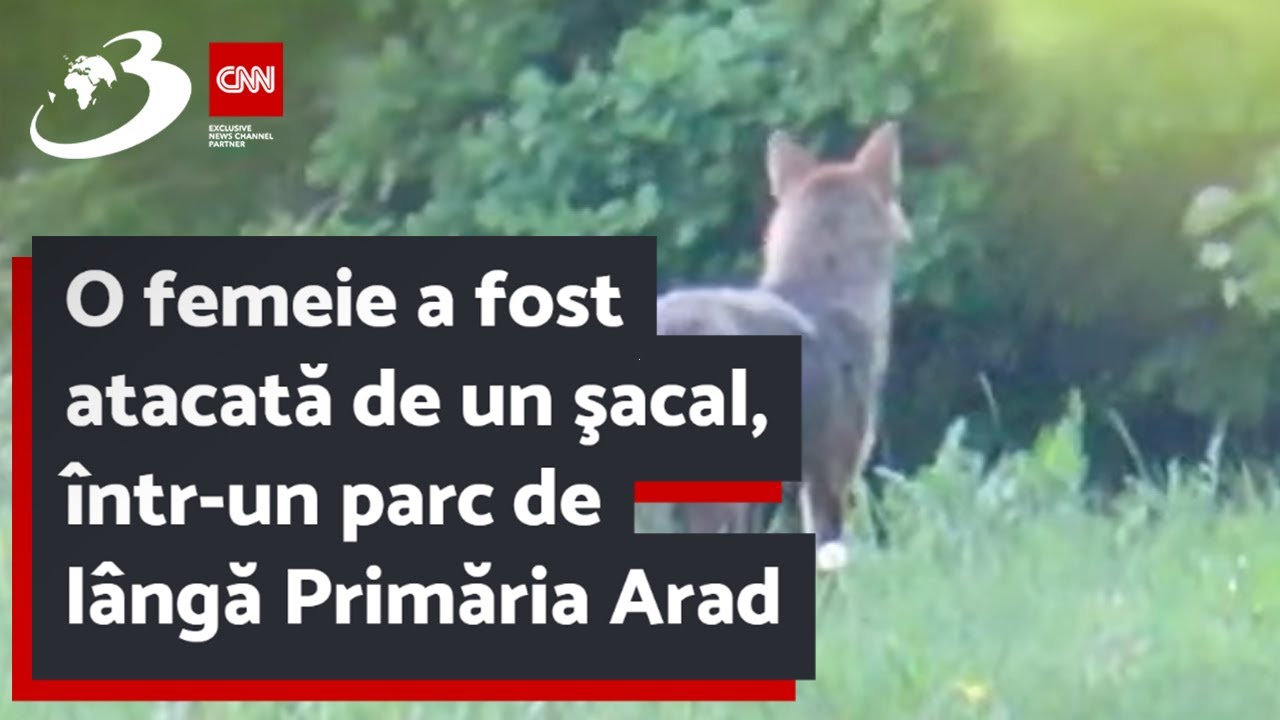 O femeie a fost atacată de un şacal, într-un parc de lângă Primăria Arad