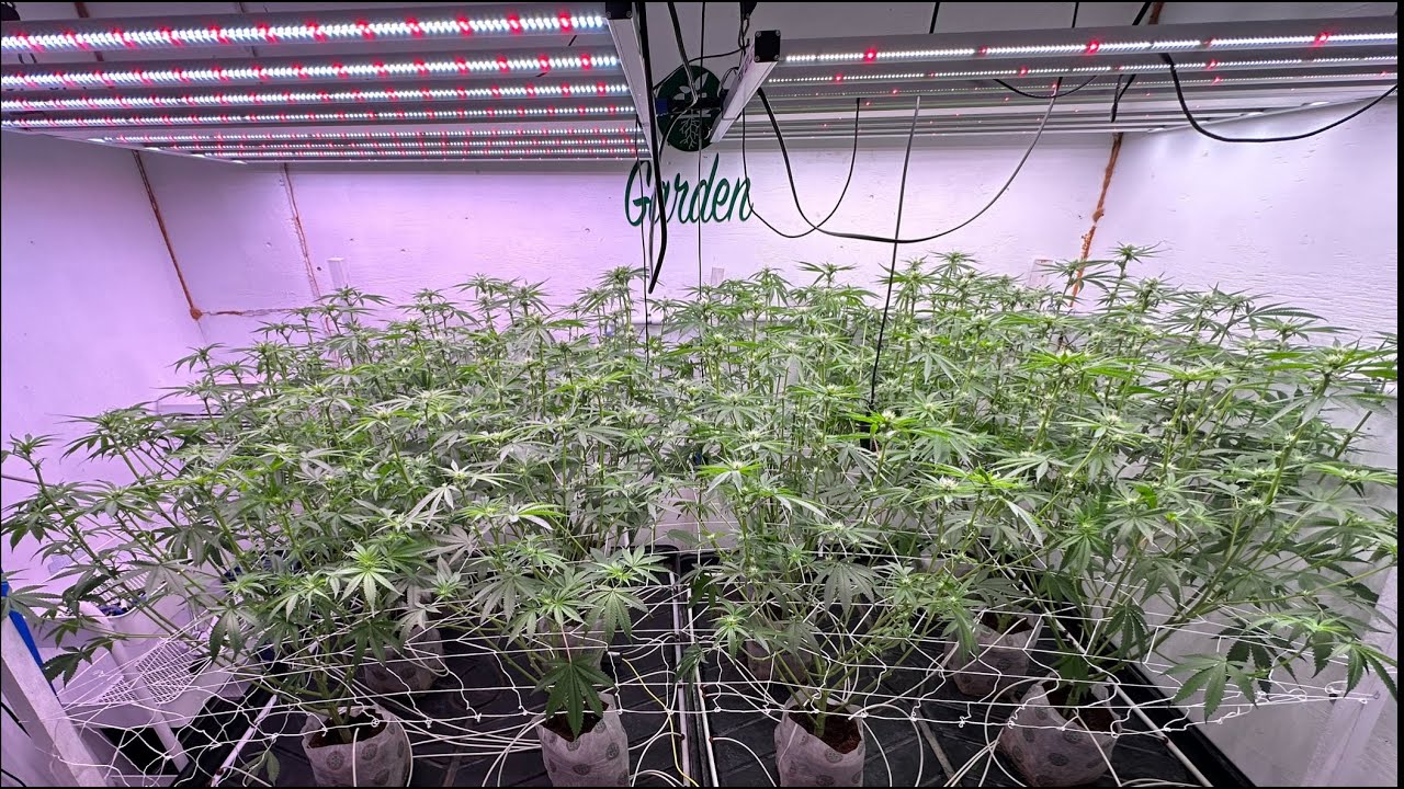 Leaf Strip Defoliation Week 3