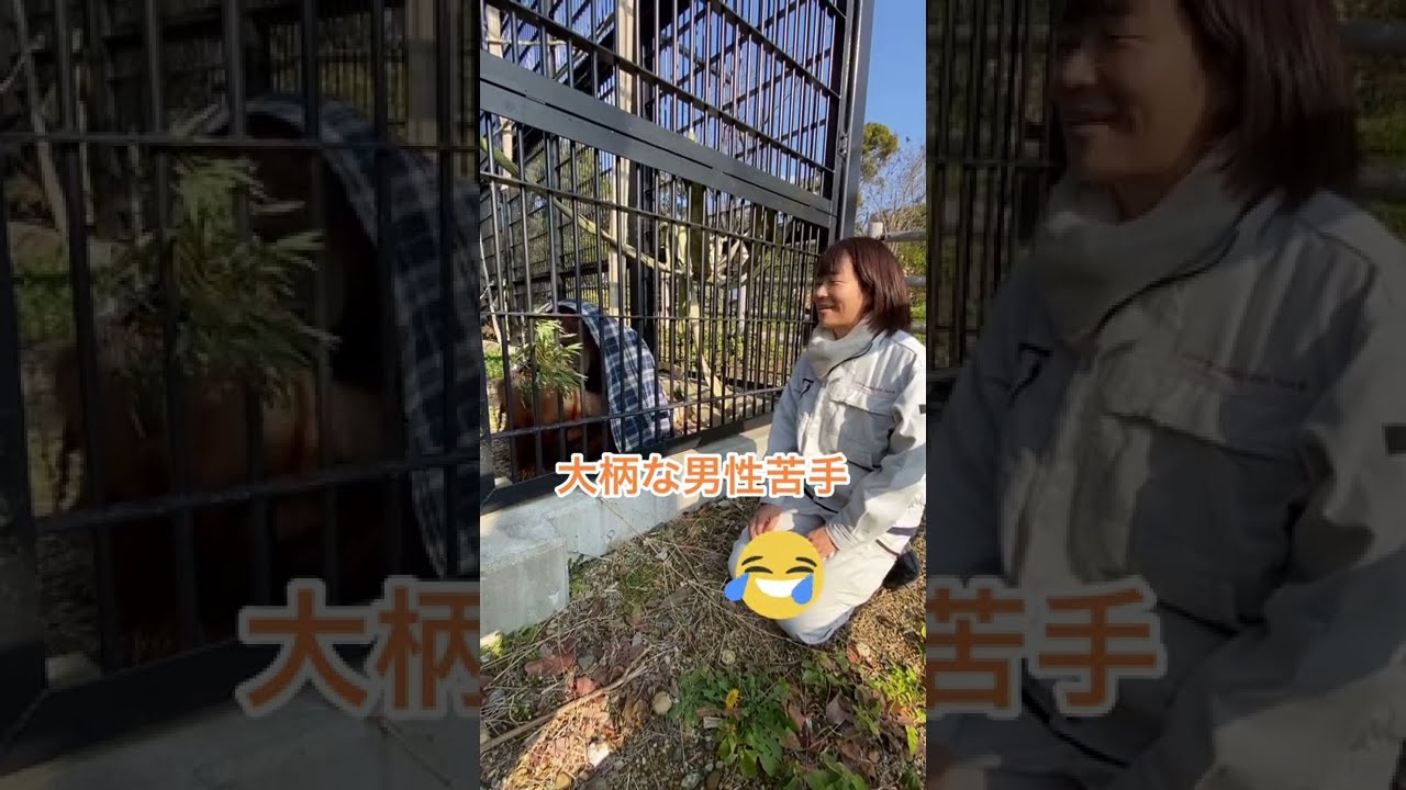 ＼飼育の日／【のんほいパーク】 優しい八代さんが大好き♪🦧男ぎらいのウータン [Nonhoi Park] Sumatran orangutan, Utan.