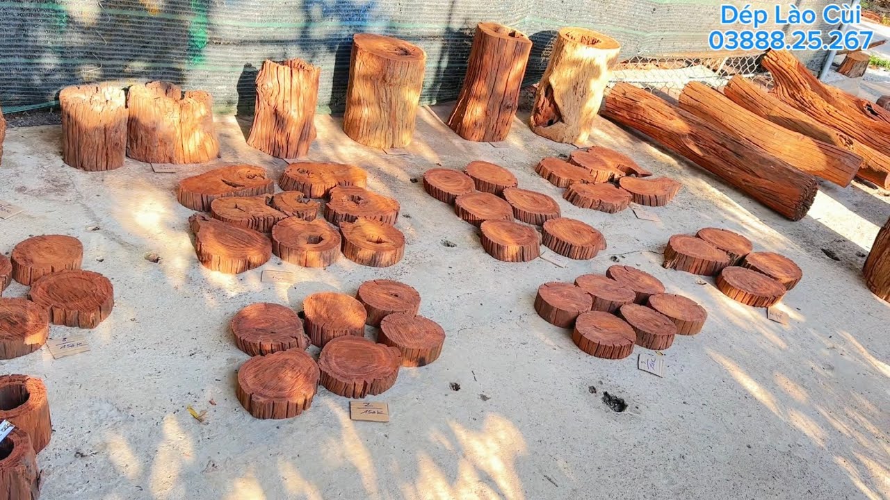 Lan Rừng và Gỗ Lũa - ngày 17-3-2026 ll thanh lý bao ship ll