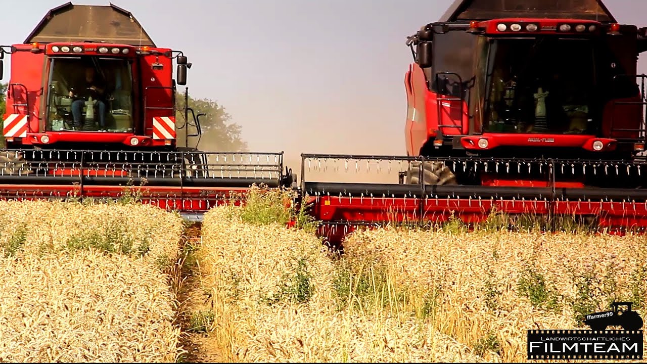 Case 8010 AFX und Case AFS 8010 Mähdrescher im Weizen. Ernte 2013  (Ernte/Harvest/Moisson 2013)