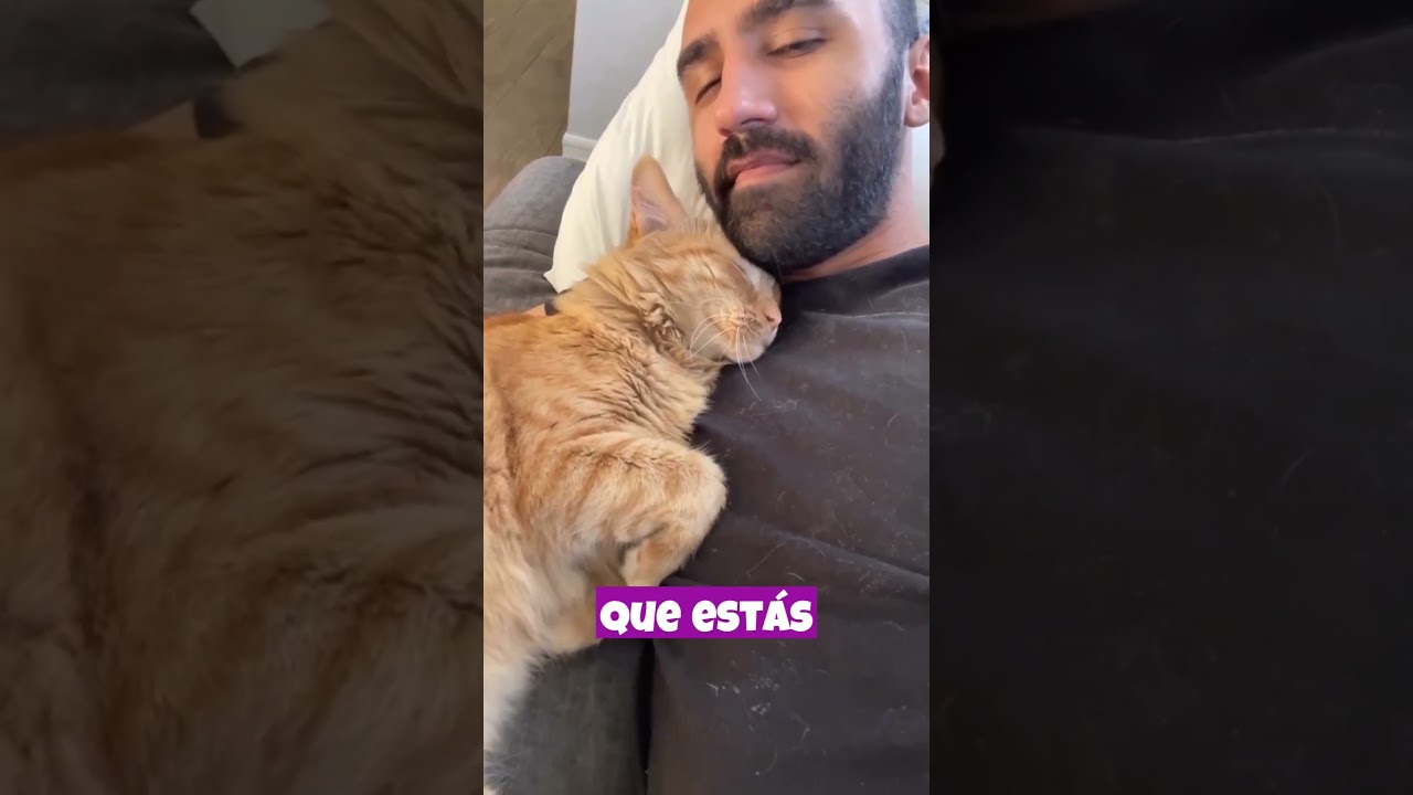 Los gatos pueden detectar tus emociones a trav&eacute;s de tu lenguaje corporal.
