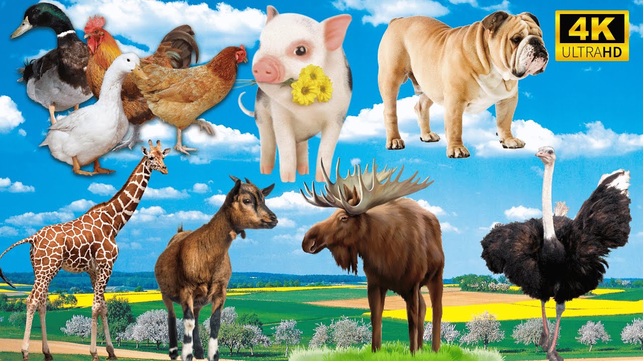 Unforgettable Animal Encounters: Chicken, Duck, Pig, Dog, Giraffe, Goat, Deer - Animal Sounds