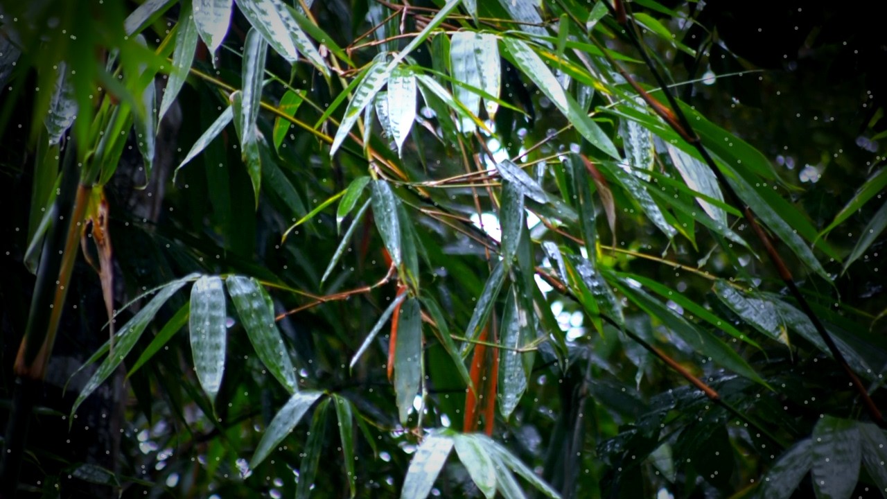 Bamboo Forest Rain Sounds | Relaxing Nature Ambience for Deep Sleep