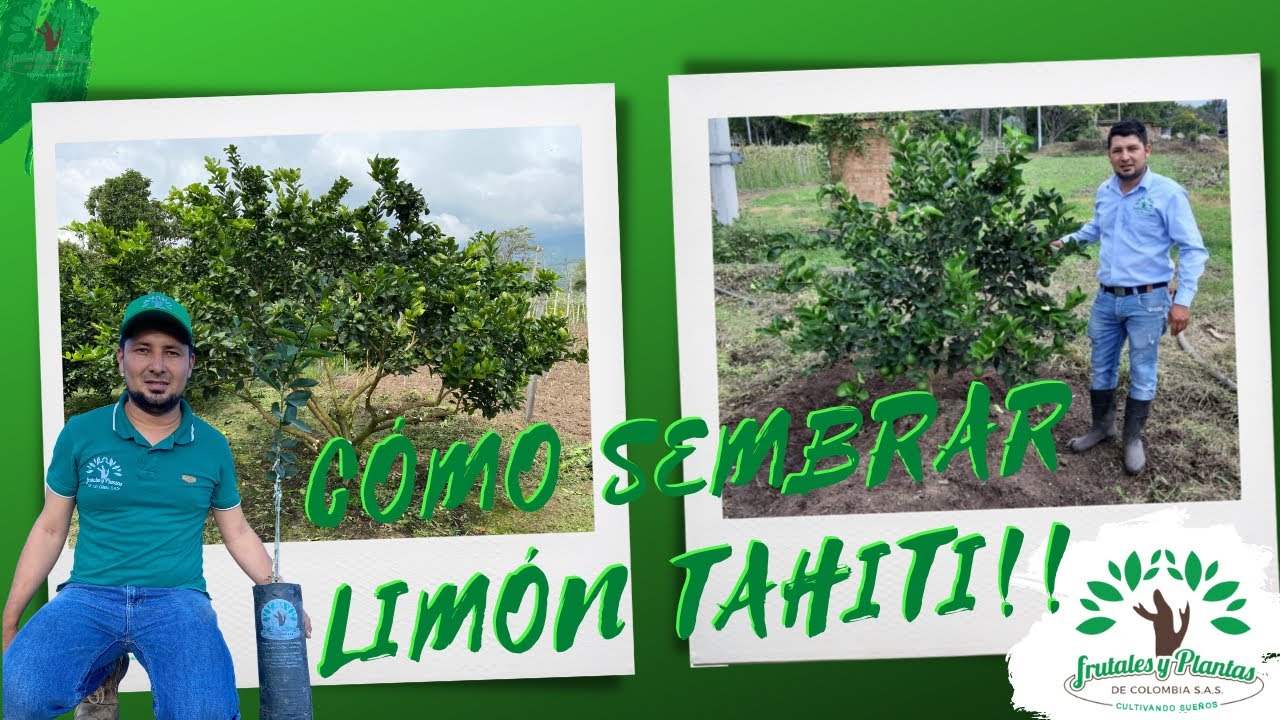 Cómo realizar la siembra del Limón Tahití. 🌱🍋