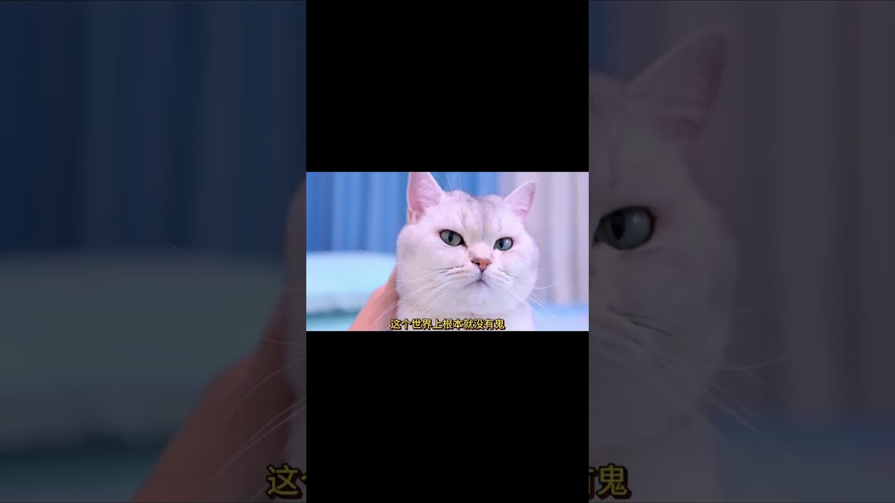 小猫咪半夜听见敲门声，门外竟然是死老鼠！