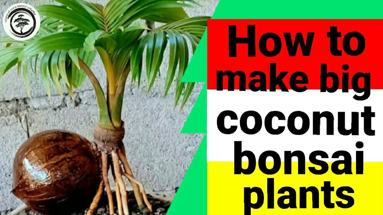 How to make big coconut bonsai plant/ලොකු පොල් පැලයක්  ලේසියෙන්ම බොන්සායි කරමු/clear explanation