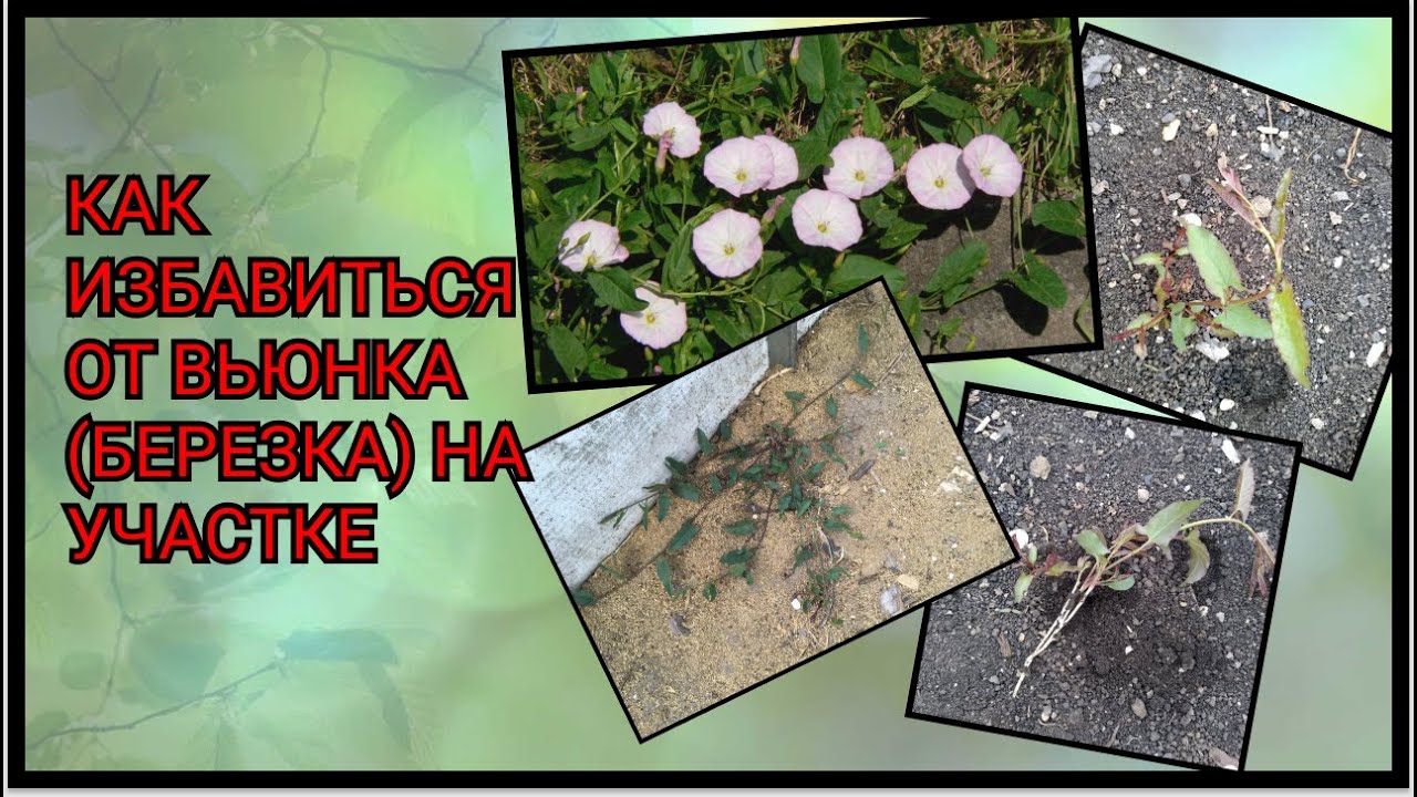 Что применять при уничтожении вьюнка, как избавиться от него навсегда