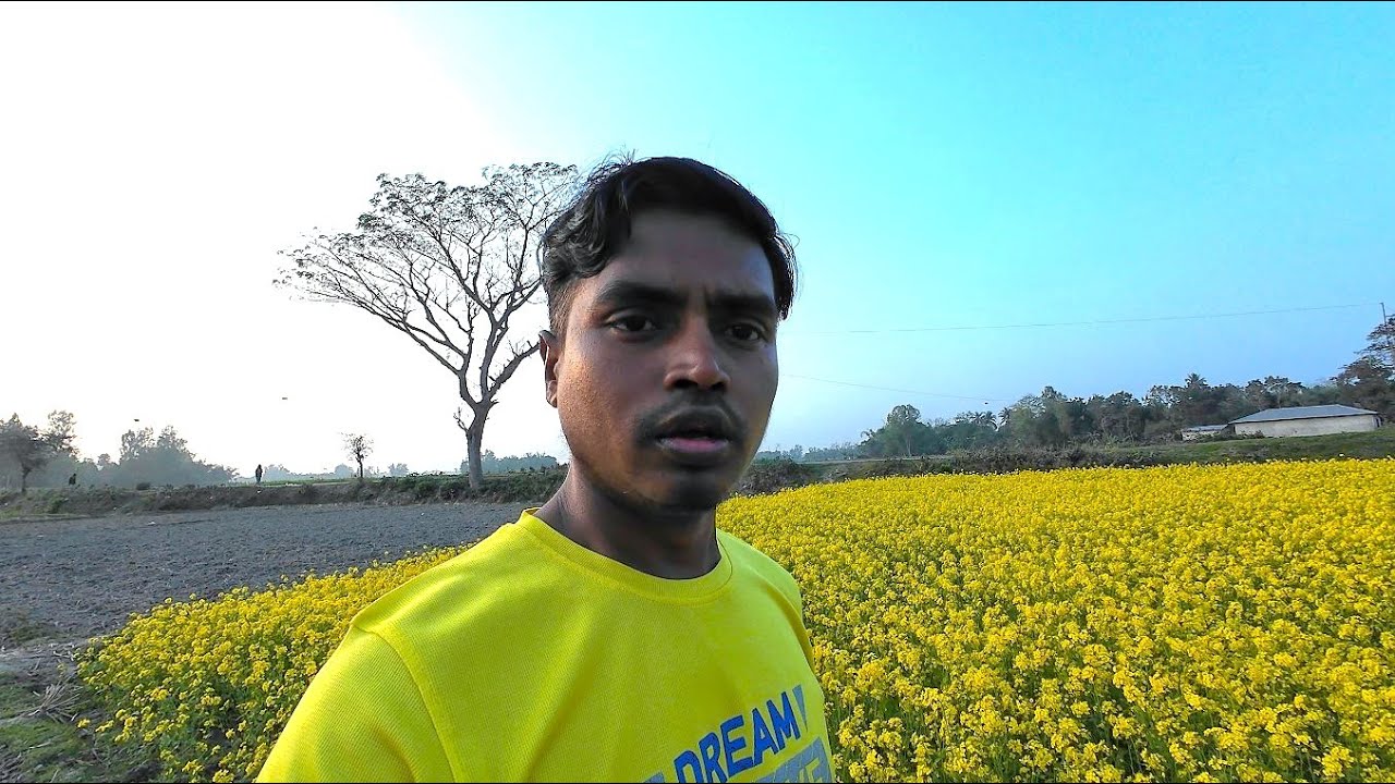 সরিষা ফুলের মিষ্টি গন্ধে সুরভী ছড়িয়ে পড়েছে গ্রামের আকাশে বাতাসে || Dibanishi Protidin