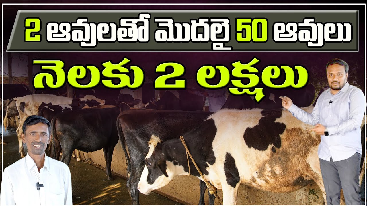 HOW TO START A DAIRY FARMING BUSINESS ||  డైరీ ఫాంతో నెలకు రెండు లక్షల సంపాదన || @KEYLIFE1