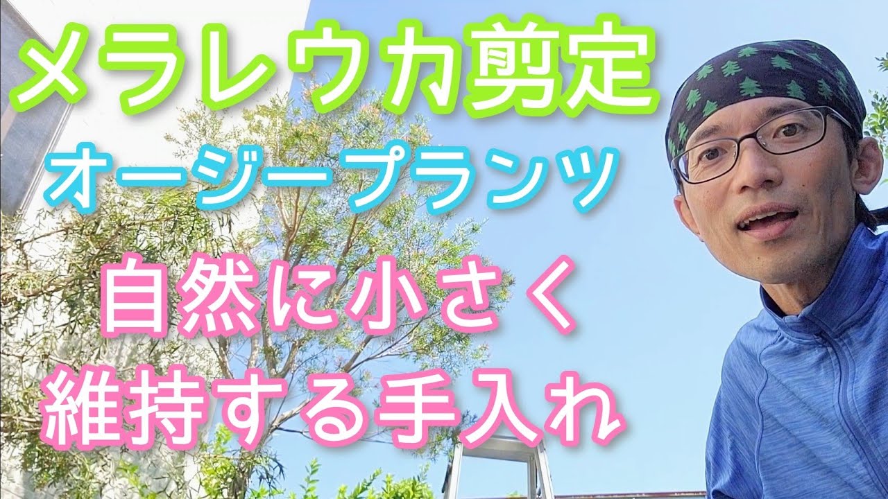 【メラレウカの剪定】オージープランツをナチュラル&コンパクトに維持する方法(2022年9月)🌿✨