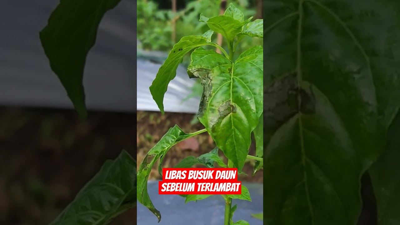 busuk daun cabe berbahaya #pertanian #perawatancabe #berkebun