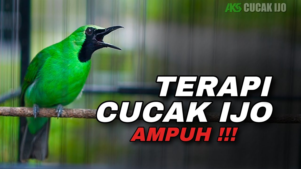 TERAPI CUCAK IJO GACOR DENGAN SUARA AIR COCOK UNTUK MENAIKKAN EMOSI IJO BAHAN/BISU AGAR CEPAT ON