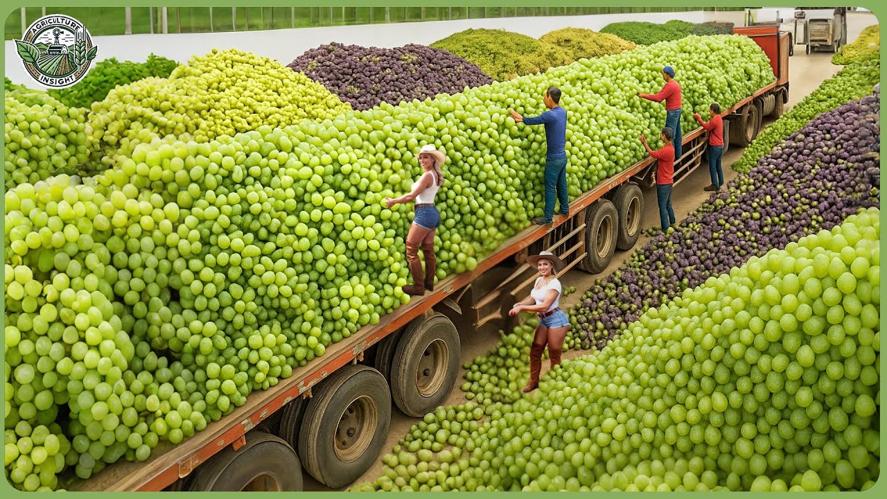 Amazing Global Harvest 2025 Race - How Farmers Reap Billions of Tons of Crops Worldwide