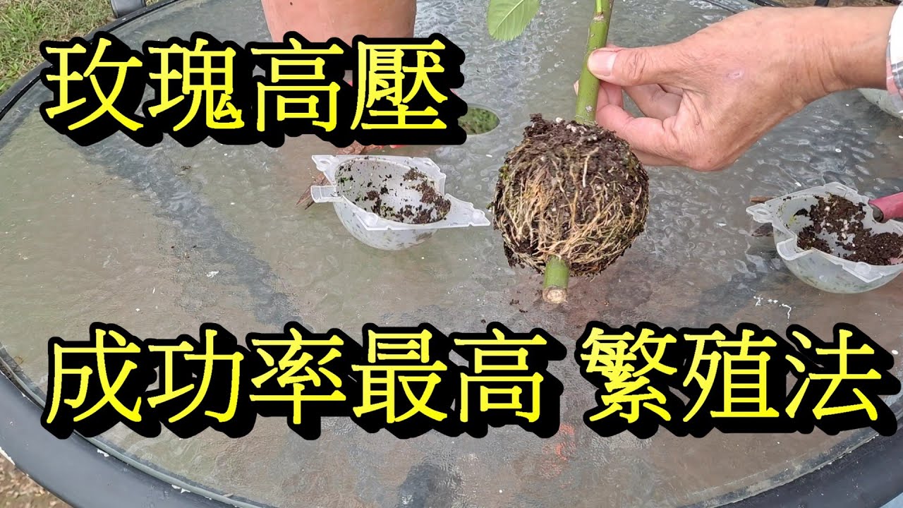 選對季節 用對方法  玫瑰高壓很快1棵變2棵